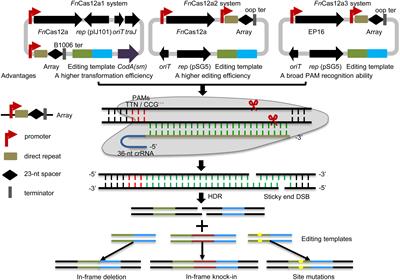 Efficient Multiplex Genome Editing in Streptomyces via Engineered CRISPR-Cas12a Systems